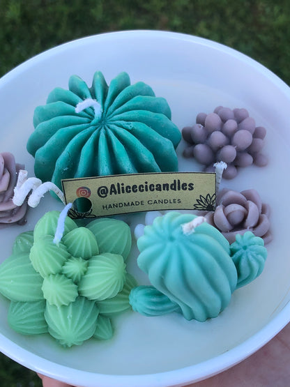 CANDELA “CACTUS GARDEN” media