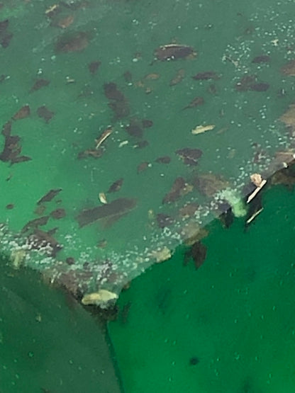 SAPONE ARTIGIANALE “BOSCO DELLA MAGA”