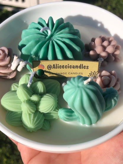 CANDELA “CACTUS GARDEN” media